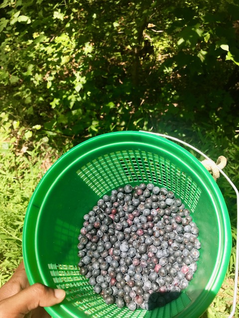 Picture of freshly picked blueberries
